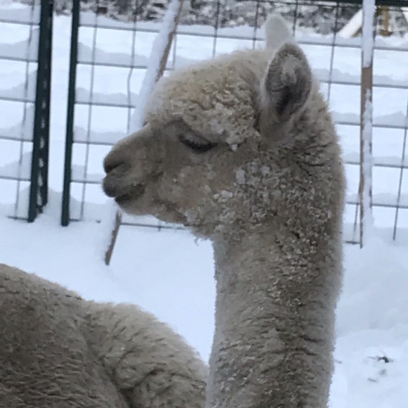 Meet your Posher, Michele - Picture 8 of 8